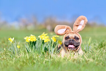 Easter French Bulldog dog with rabbit costume ears next daffodil spring flowers