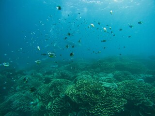Dynamic shot of a school of fish in front of the blue sea, below a coral reef.