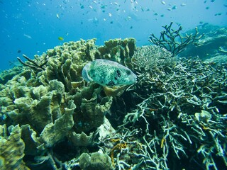 Full body shot of puffer fish surrounded by coral reef, blue sea in background.
