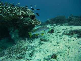 Fototapeta na wymiar Full body shot of a yellow-striped sweetlips swimming close to the seabed surrounded by coral reef.
