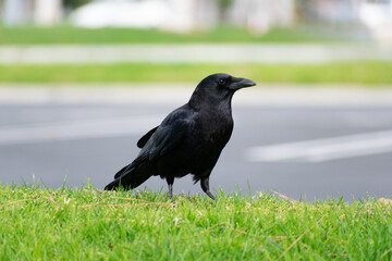 Isolated crow on the grass with parking lot in the background