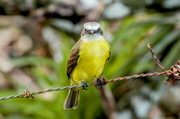 Tropical Kingbird (Tyrannus melancholicus) in tropical forest of Papaturro River area, Nicaragua