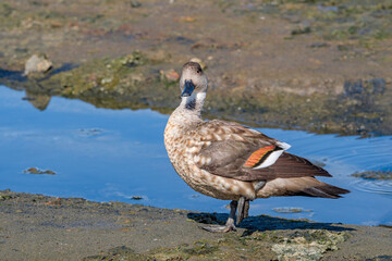 Crested Duck (Lophonetta specularioides) in Ushuaia area, Land of Fire (Tierra del Fuego), Argentina