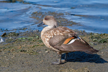 Crested Duck (Lophonetta specularioides) in Ushuaia area, Land of Fire (Tierra del Fuego), Argentina