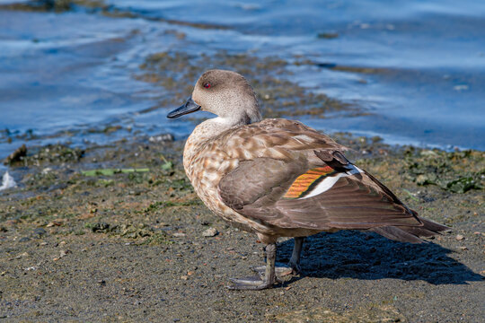 Crested Duck (Lophonetta specularioides) in Ushuaia area, Land of Fire (Tierra del Fuego), Argentina