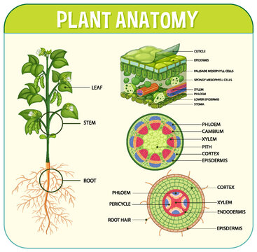 Internal structure of leaf diagram