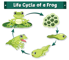 Frog Life Cycle Diagram