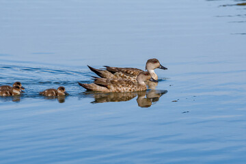 Crested Ducks (Lophonetta specularioides) with ducklings in Ushuaia area, Land of Fire (Tierra del Fuego), Argentina