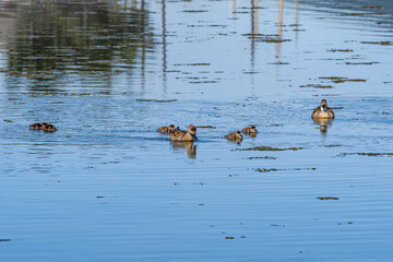 Crested Ducks (Lophonetta specularioides) with ducklings in Ushuaia area, Land of Fire (Tierra del Fuego), Argentina
