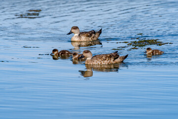 Crested Ducks (Lophonetta specularioides) with ducklings in Ushuaia area, Land of Fire (Tierra del Fuego), Argentina