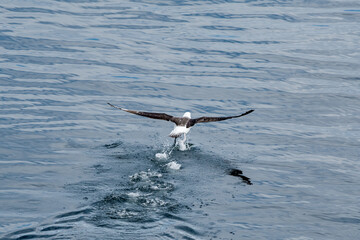 Black-browed Albatross (Thalassarche melanophris) in South Atlantic Ocean, Southern Ocean, Antarctica