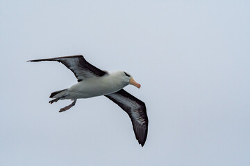 Black-browed Albatross (Thalassarche melanophris) in South Atlantic Ocean, Southern Ocean, Antarctica