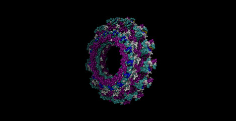 Mumps virus nucleocapsid 3D molecule 4K