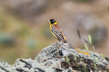 Black-headed Bunting (Emberiza melanocephala) in the foothills, Caucasus, Republic of Dagestan