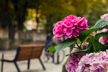 Beautiful bloom flowers of Hydrangea macrophylla in city street. Clay pot with bush of blooming pink hydrangeas in spring and summer. Town decor Gdansk Poland