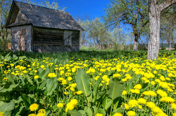 Obraz premium Field of dandelions and old house 