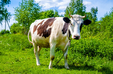 A cow is grazing in a meadow
