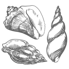 Sea shells on a white background. Vector linear illustration with engraving effect. Clipart in vintage style for nautical design.