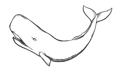 Vector drawing of a sperm whale. White whale in engraving style. Illustration for a logo, tattoo in a marine style. Predatory inhabitant of the ocean. © Tata Pilip