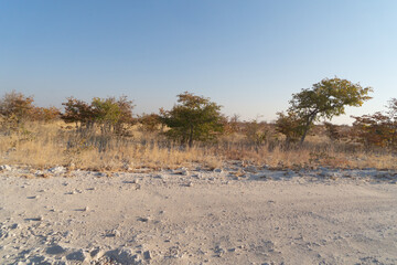 Dry trees in forest field in national park in summer season in Namibia, South Africa. Natural landscape background.