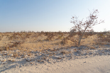 Dry trees in forest field in national park in summer season in Namibia, South Africa. Natural landscape background.