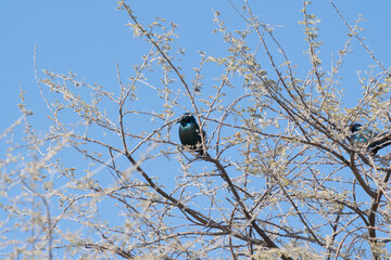 Eagle bird. Wildlife animal in forest field in safari conservative national park in Namibia, South...