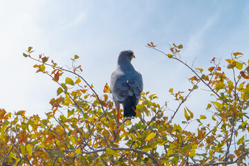 Eagle bird. Wildlife animal in forest field in safari conservative national park in Namibia, South Africa. Natural landscape background.