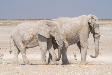 African Elephants. Wildlife animal in forest field in safari conservative national park in Namibia, South Africa. Natural landscape background.