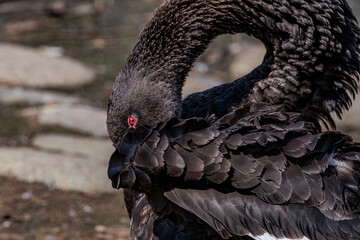 Black Swan (Cygnus atratus) in park