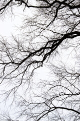 black tree branches on white background