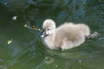 Black Swan (Cygnus atratus) cygnet in park