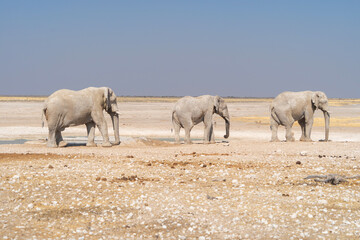 Obraz premium African Elephants. Wildlife animal in forest field in safari conservative national park in Namibia, South Africa. Natural landscape background.