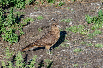 Chimango Caracara (Milvago chimango) at Magellanic Penguin colony in Ushuaia area, Land of Fire (Tierra del Fuego), ArgentinaChimango Caracara (Milvago chimango)