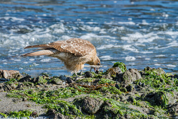 Chimango Caracara (Milvago chimango) in Ushuaia area, Land of Fire (Tierra del Fuego), Argentina