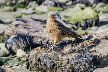 Chimango Caracara (Milvago chimango) in Ushuaia area, Land of Fire (Tierra del Fuego), Argentina