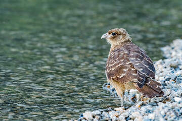 Chimango Caracara (Milvago chimango) in Ushuaia area, Land of Fire (Tierra del Fuego), Argentina