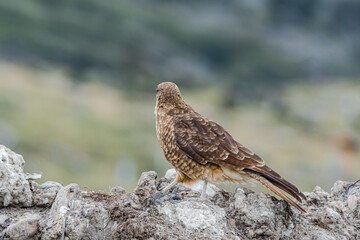 Chimango Caracara (Milvago chimango) in Ushuaia area, Land of Fire (Tierra del Fuego), Argentina
