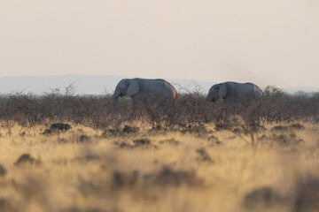 African Elephants. Wildlife animal in forest field in safari conservative national park in Namibia,...