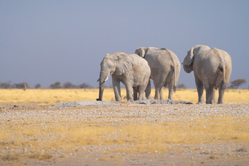 Obraz premium African Elephants. Wildlife animal in forest field in safari conservative national park in Namibia, South Africa. Natural landscape background.