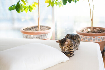 寝室の枕で遊ぶベンガル猫
