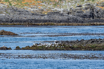 South American Terns (Sterna hirundinacea) in Ushuaia area, Land of Fire (Tierra del Fuego), Argentina