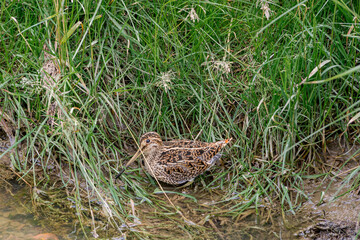 South American Snipe (Gallinago paraguaiae) in Ushuaia area, Land of Fire (Tierra del Fuego), Argentina