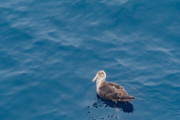 Southern Giant Petrel (Macronectes giganteus) in South Atlantic Ocean, Southern Ocean, Antarctica