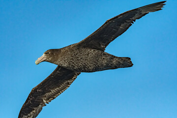 Southern Giant Petrel (Macronectes giganteus) in South Atlantic Ocean, Southern Ocean, Antarctica