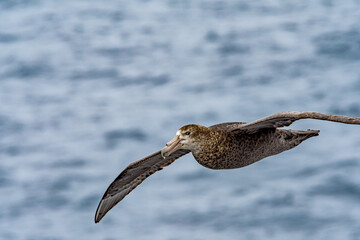 Southern Giant Petrel (Macronectes giganteus) in South Atlantic Ocean, Southern Ocean, Antarctica