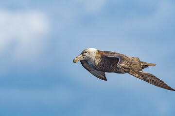 Southern Giant Petrel (Macronectes giganteus) in South Atlantic Ocean, Southern Ocean, Antarctica