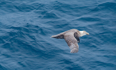 Southern Giant Petrel (Macronectes giganteus) in South Atlantic Ocean, Southern Ocean, Antarctica