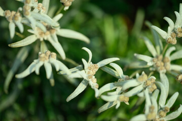 Beautiful Edelweiss flower blossom, Mountain flower and used in traditinal medine