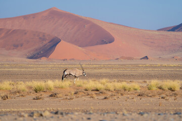 Deer, antelope or oryx. Wildlife animal in forest field in safari conservative national park in...