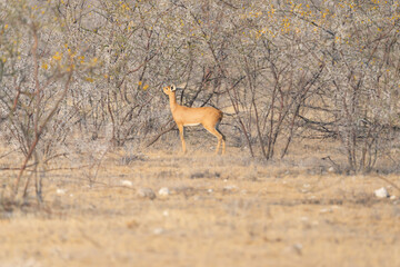 Deer, antelope or oryx. Wildlife animal in forest field in safari conservative national park in Namibia, South Africa. Natural landscape background.